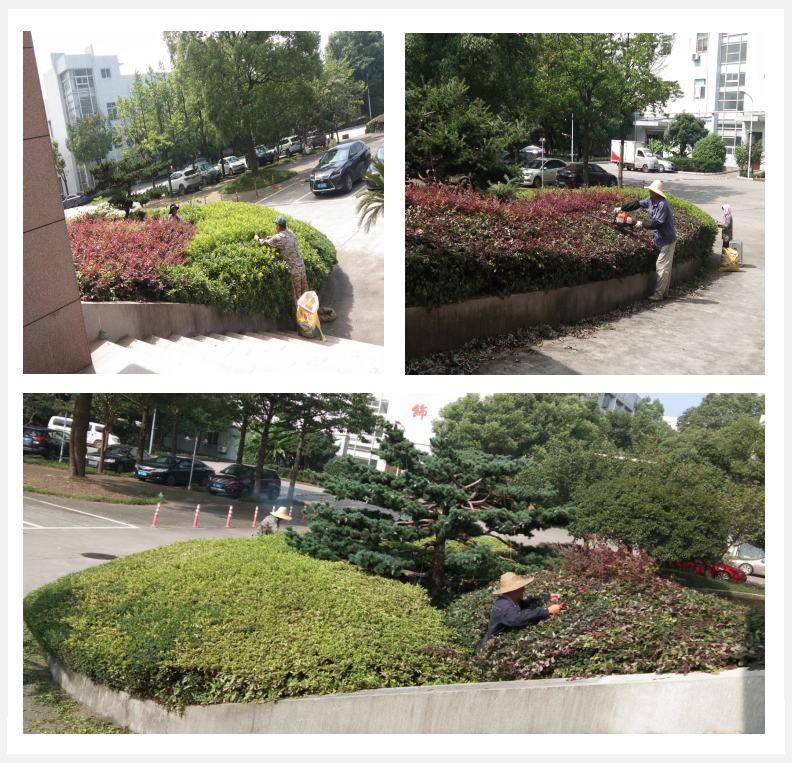 美化绿化，，，，，，，，我们在行动      
