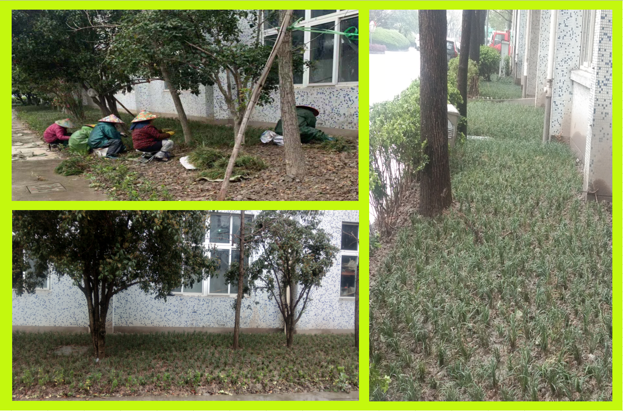 种植绿化，，，，，，，美化坏境